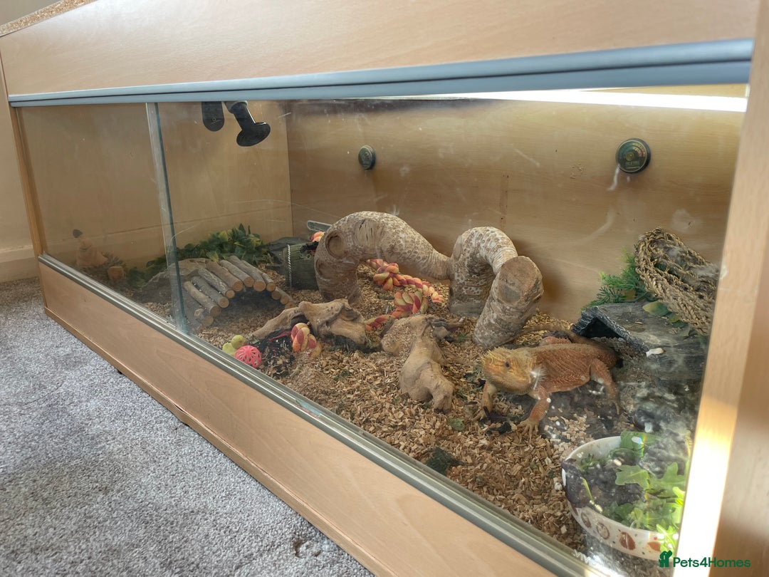 Bearded Dragon reptiles for sale: Bearded dragon - Image 6