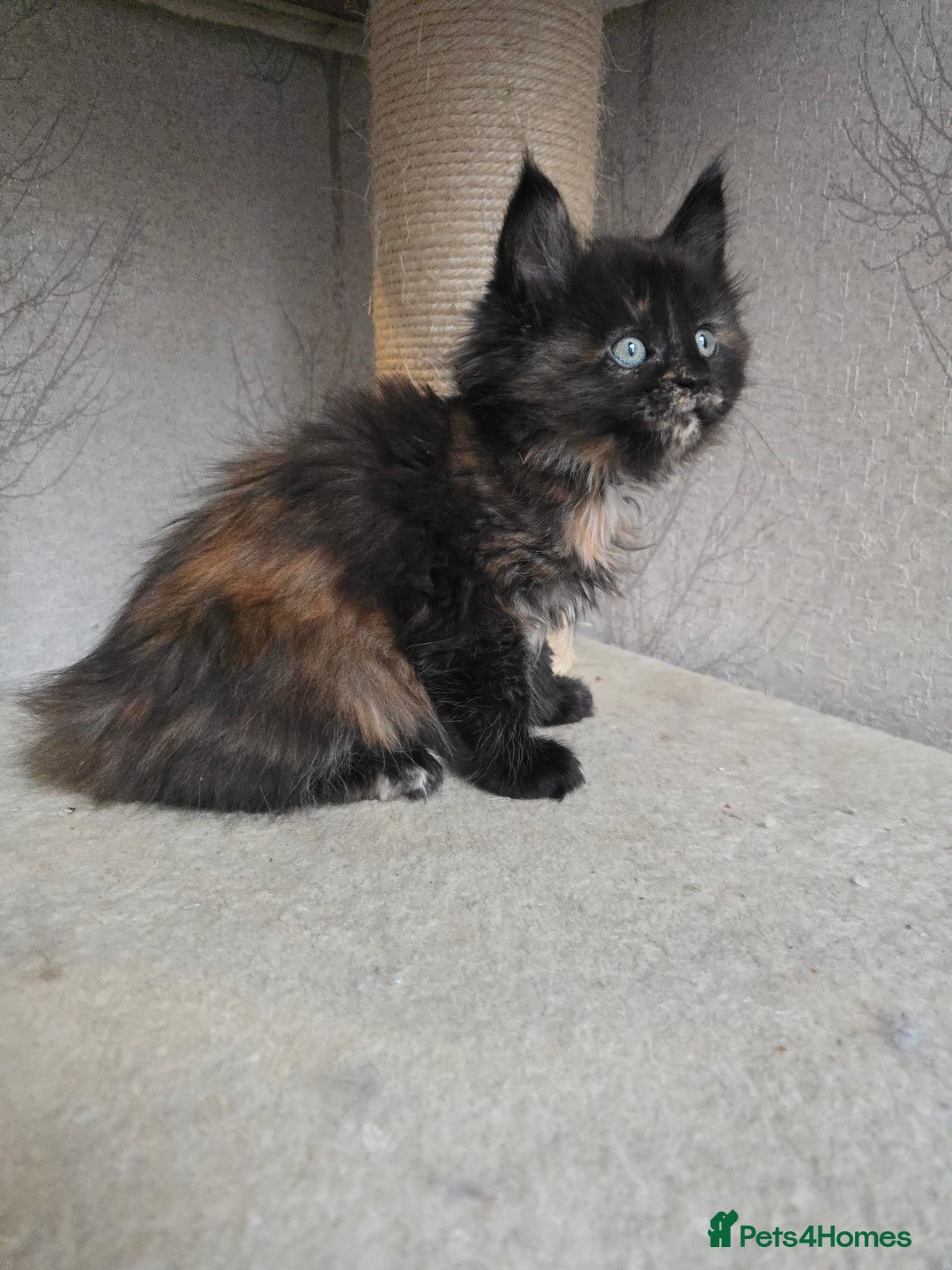 Maine Coon cats for sale: Amazing Large Purebred Maine Coon Kittens - Advert 20