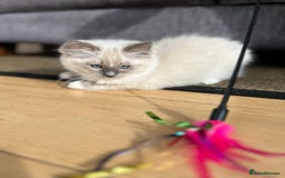 Ragdoll cats for sale: Beautiful Ragdoll Kittens - Image 2