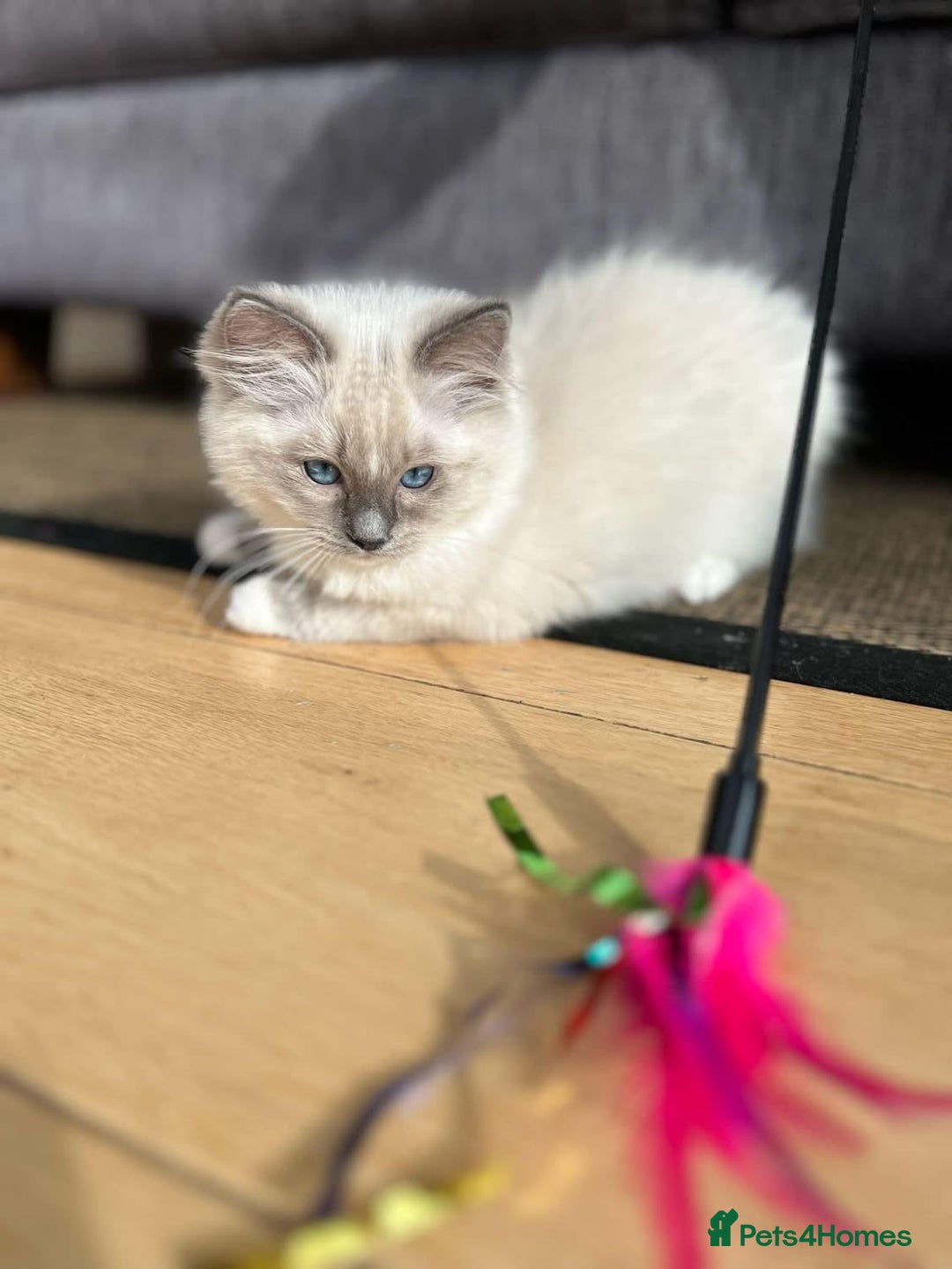 Ragdoll cats for sale: Beautiful Ragdoll Kittens - Image 2