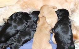 Cockapoo dogs for sale: Beautiful, Rare Cockapoo Puppies – Ready 17th Nov - Image 9