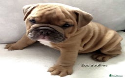 English Bulldog dogs for stud: HEALTH TESTED CLEAR & BOAS GRADED ZERO KC REG in Doncaster - Image 18