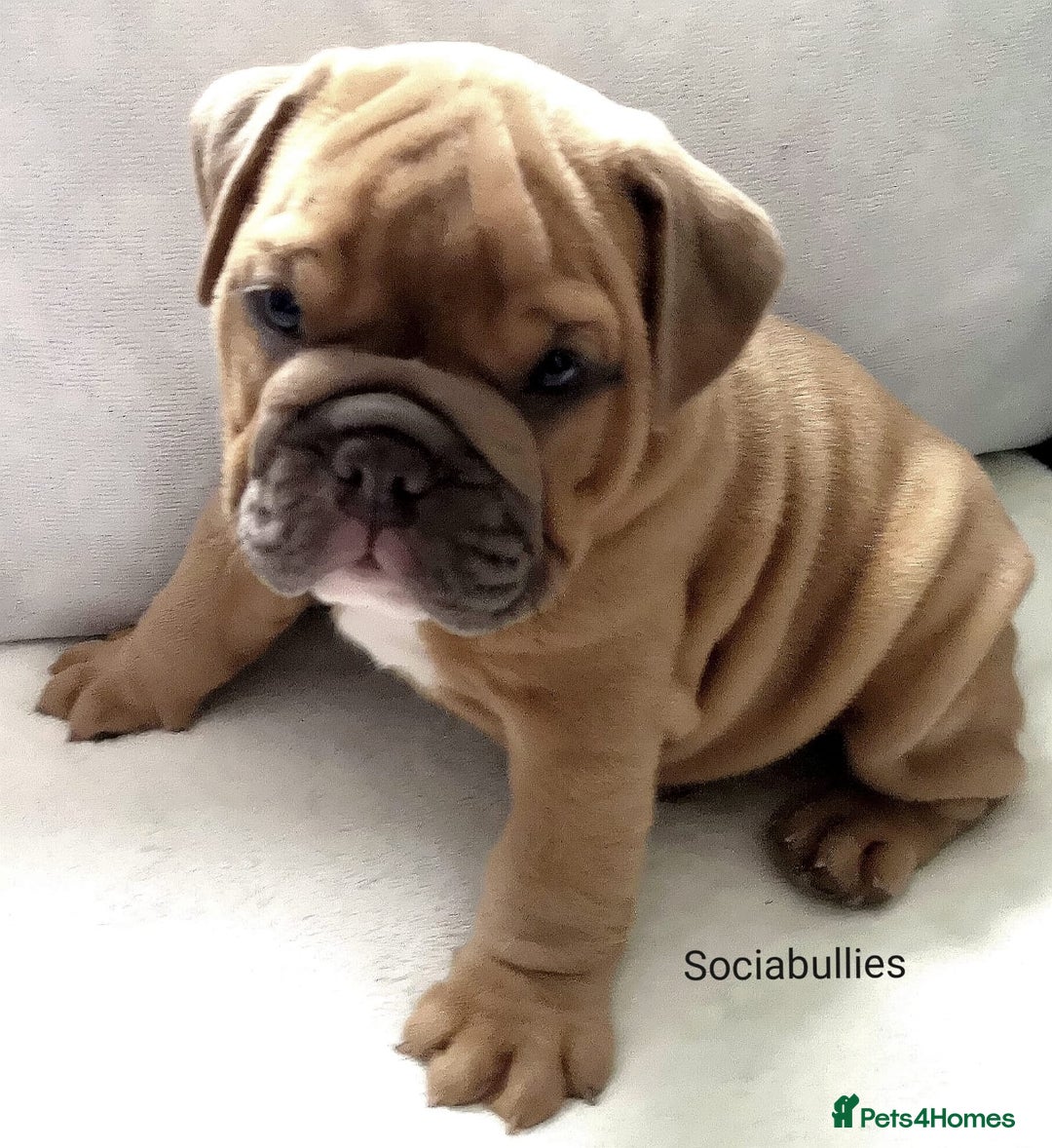 English Bulldog dogs for stud: HEALTH TESTED CLEAR & BOAS GRADED ZERO KC REG in Doncaster - Image 18