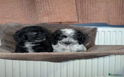 Cockapoo dogs for sale: F1 cockapoos babies  - Image 4