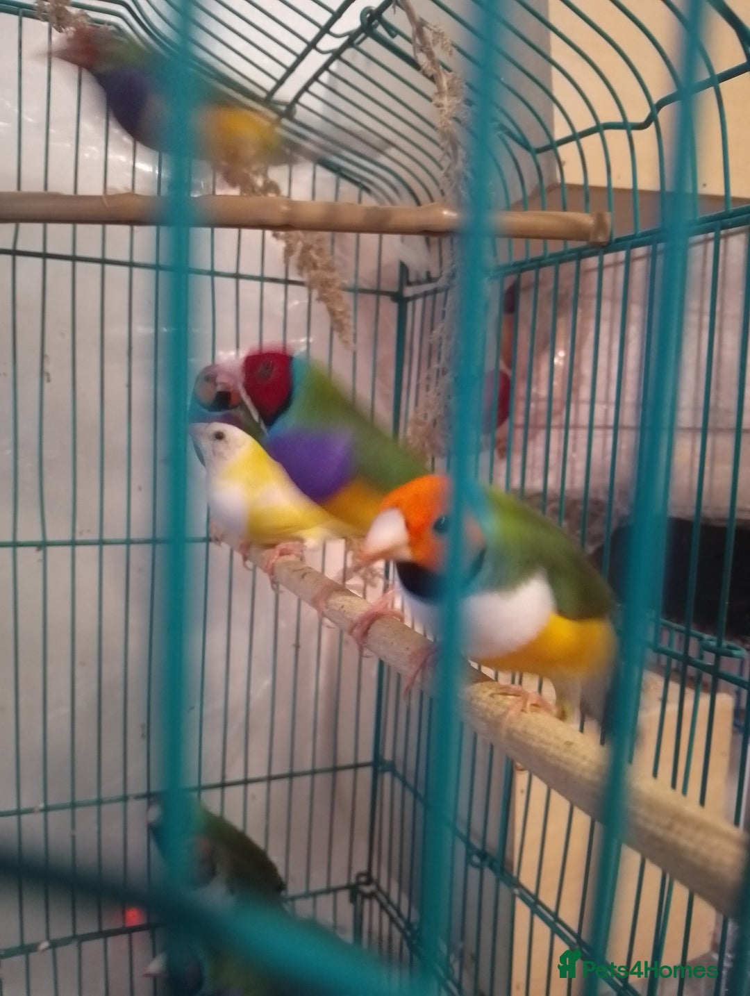 Finches birds for sale: Gouldian finches and parrotlet for sale  - Advert 9