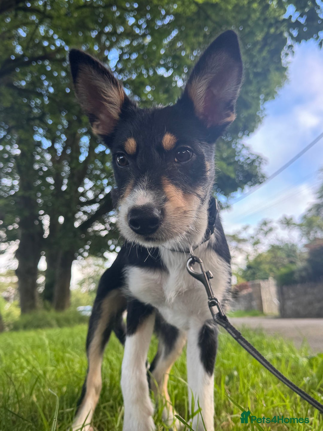 Mixed Breed dogs for sale: * REDUCED * collie x kelpie female pup  - Image 7