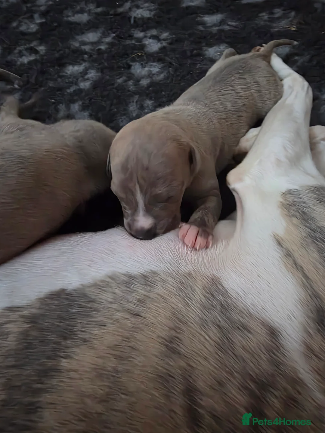 Whippet dogs for sale: Gorgeous kc registered whippet puppies  - Advert 9