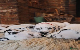 Dalmatian dogs for sale: Beautiful KC Registered Dalmatian Litter - Image 2