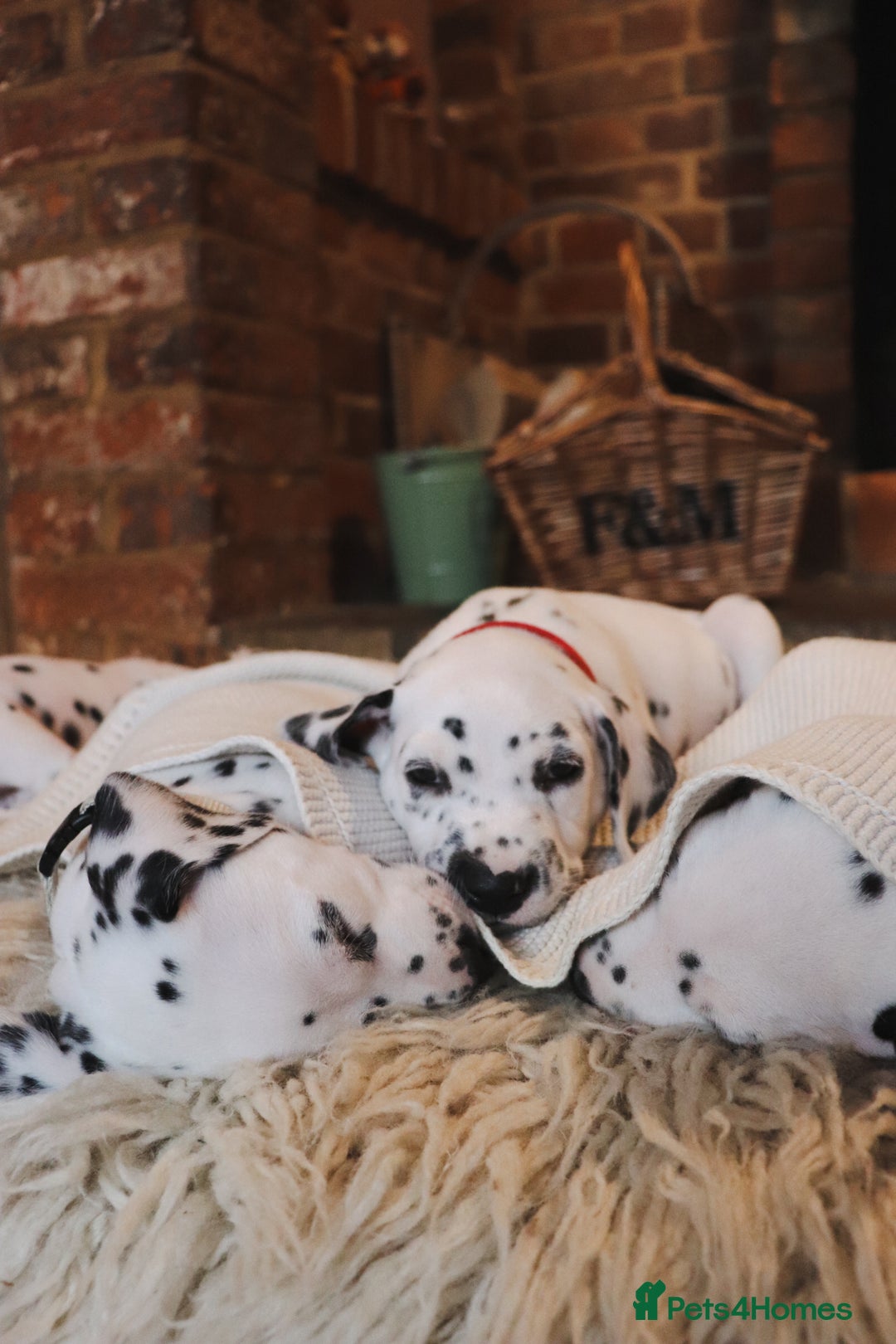 Dalmatian dogs for sale: Beautiful KC Registered Dalmatian Litter - Image 2