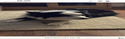 Border Collie dogs for sale: Puppies for sale  - Advert 13