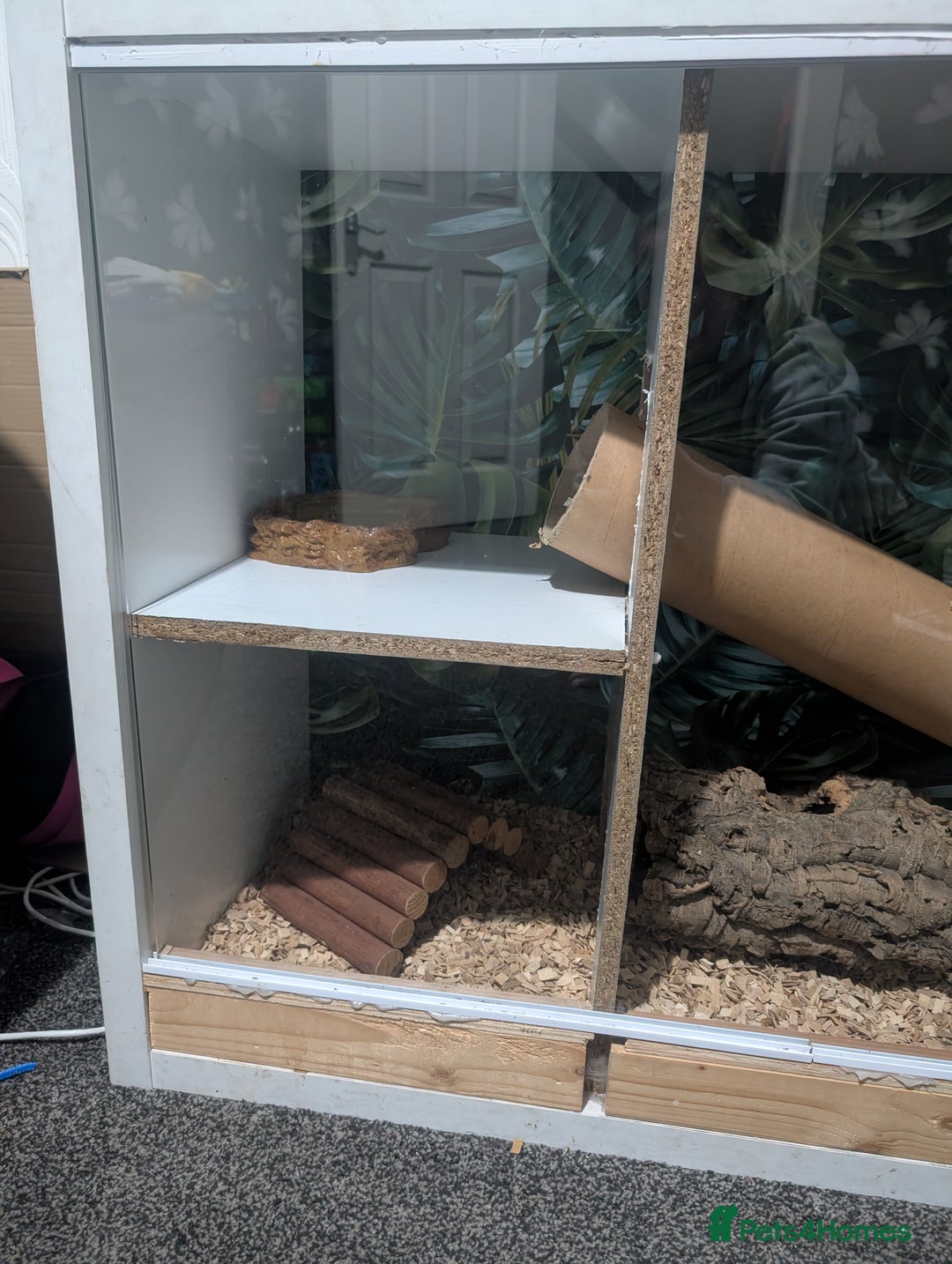 Snake reptiles for sale: Banana het Python  - Advert 6