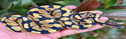 Python Snake reptiles for sale: Ball Python Collection - Advert 3