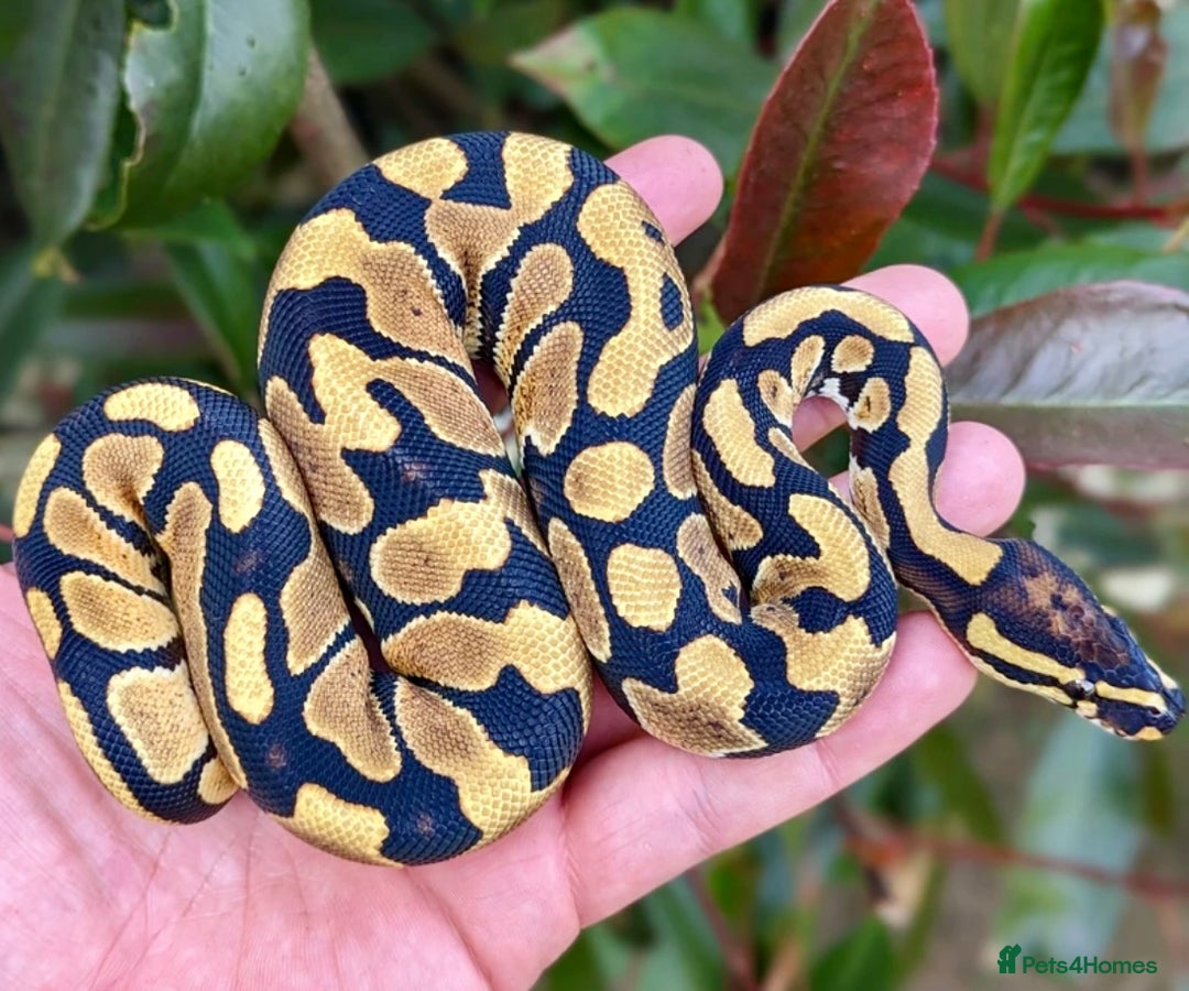 Python Snake reptiles for sale: Ball Python Collection - Advert 3