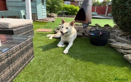 Canaan Dog dogs for sale: Handsome 6 year old canaan boy for sale  - Image 1