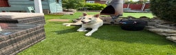 Canaan Dog dogs for sale: Handsome 6 year old canaan boy for sale  - Advert 1