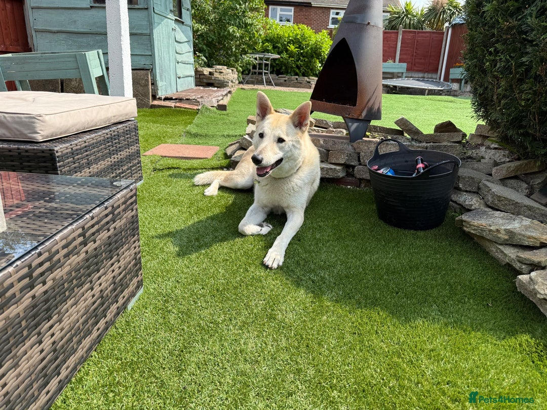 Canaan Dog dogs for sale: Handsome 6 year old canaan boy for sale  - Image 1