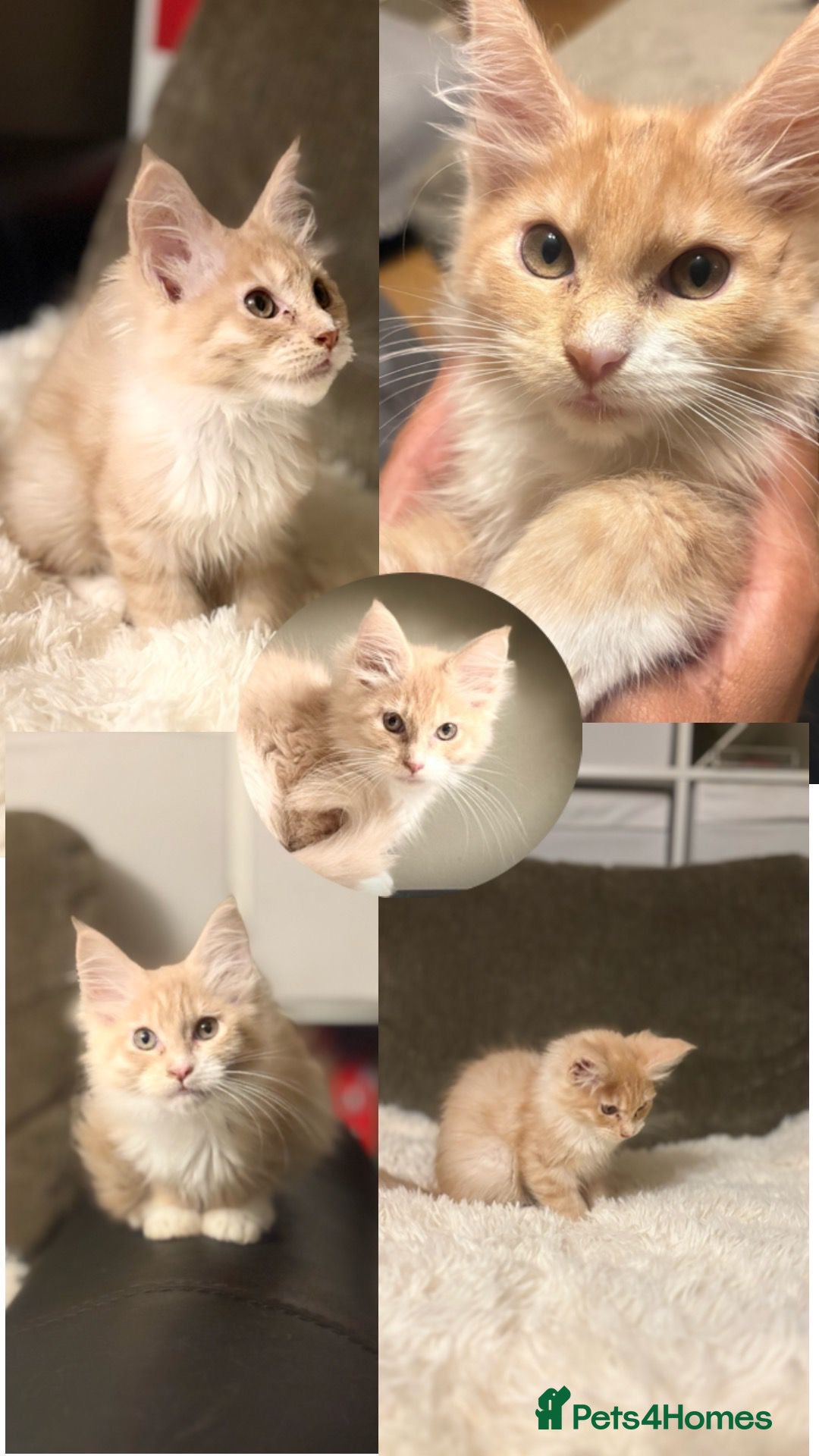 Maine Coon cats Pedigree Maine coon - Advert 1