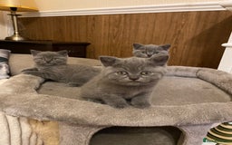 British Shorthair cats for sale: GCCF BRITISH SHORTHAIR KITTENS - Image 11
