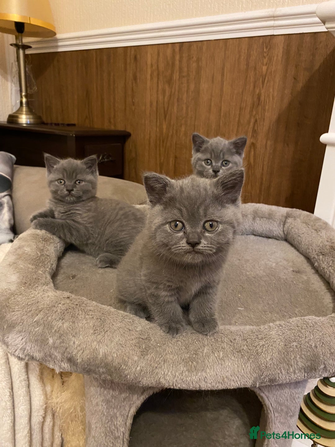British Shorthair cats for sale: GCCF BRITISH SHORTHAIR KITTENS - Image 11