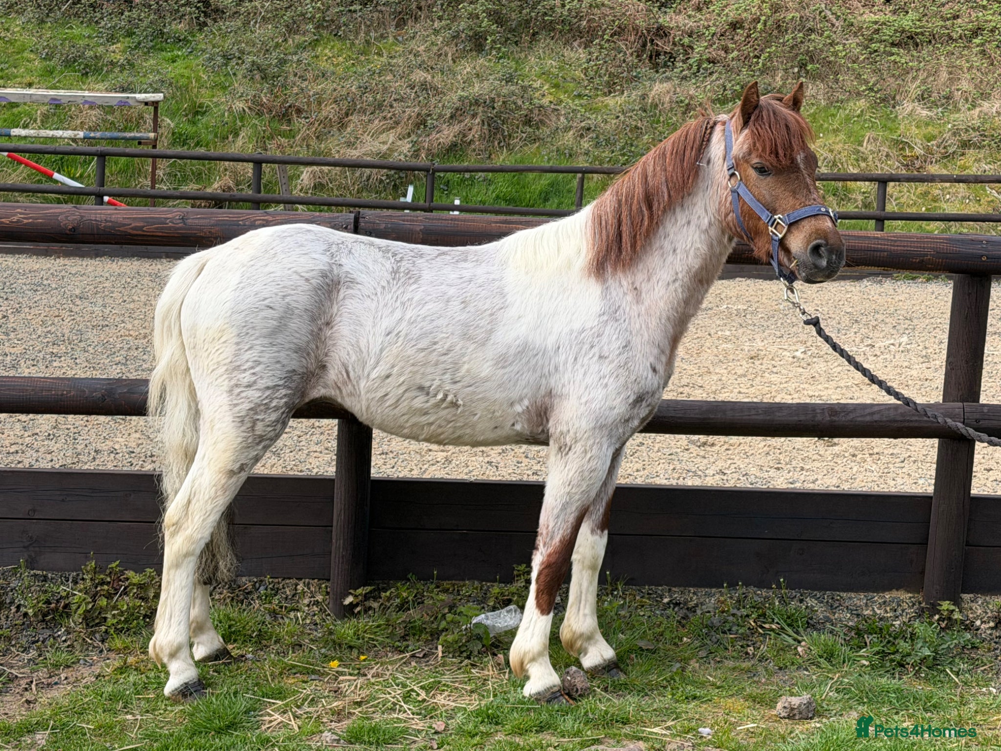 Welsh Section B horses Stunning Young Show Type Gelding  - Advert 2