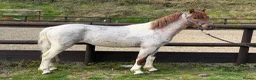 Welsh Section B horses for sale: Stunning Young Show Type Gelding  - Advert 3