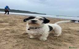 Sealyham Terrier dogs for sale: Sealyham terrier crosses  - Image 7