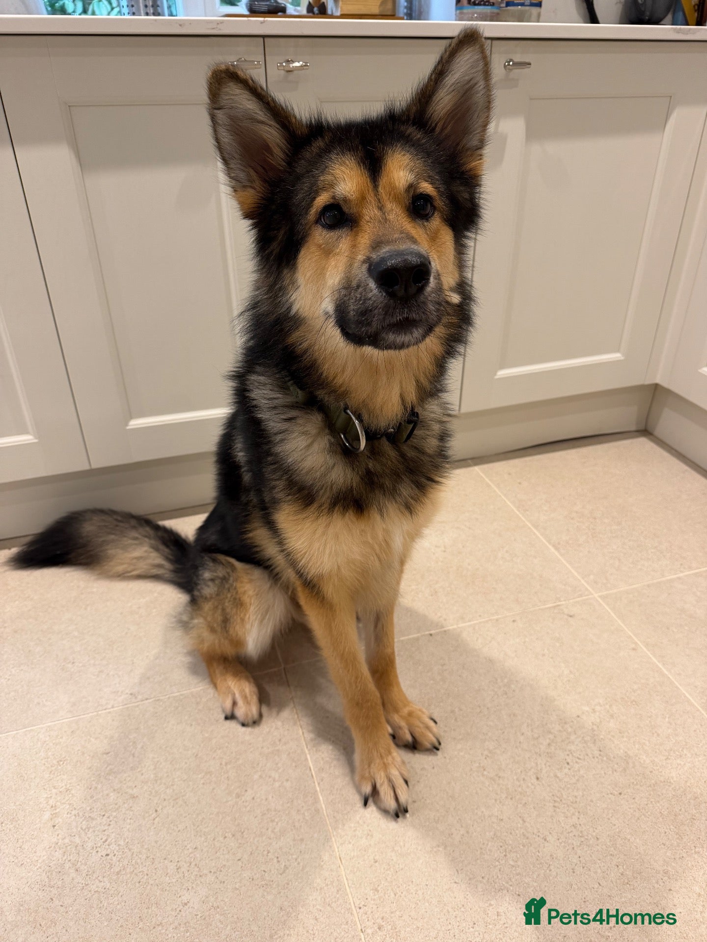 Mixed Breed dogs BARNEY - Looking for a loving home - Advert 4