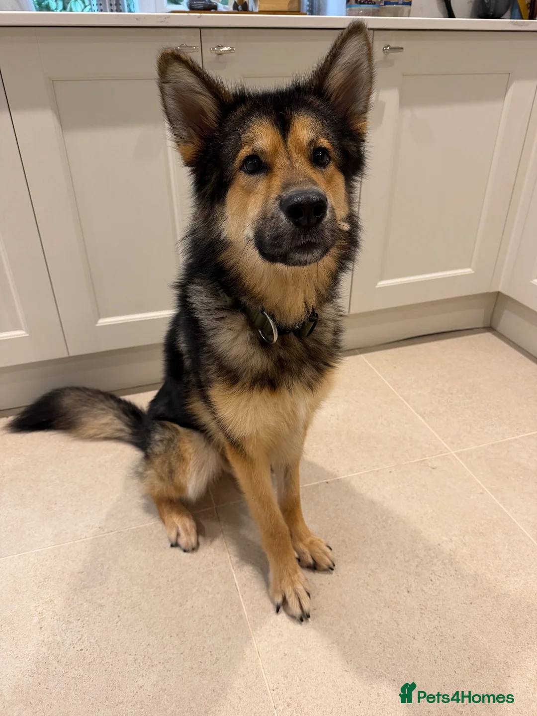 Mixed Breed dogs for sale: BARNEY - Looking for a loving home in Glasgow - Advert 1