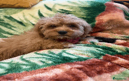 Cavachon dogs for sale: Fluffball Cavapoos ready to go 💕 - Image 13