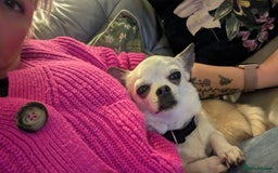 Chihuahua dogs for sale: 2 Chihuahua's needing to be re-homed - Image 8