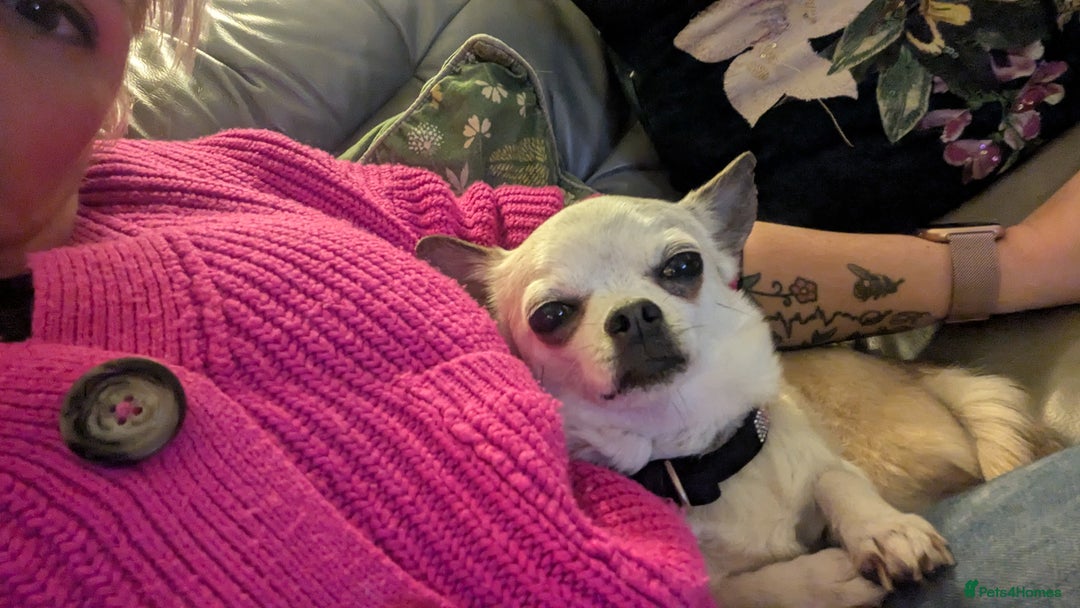 Chihuahua dogs for sale: 2 Chihuahua's needing to be re-homed - Image 8