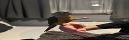 Conures birds for sale: Green cheeked conure  - Advert 19
