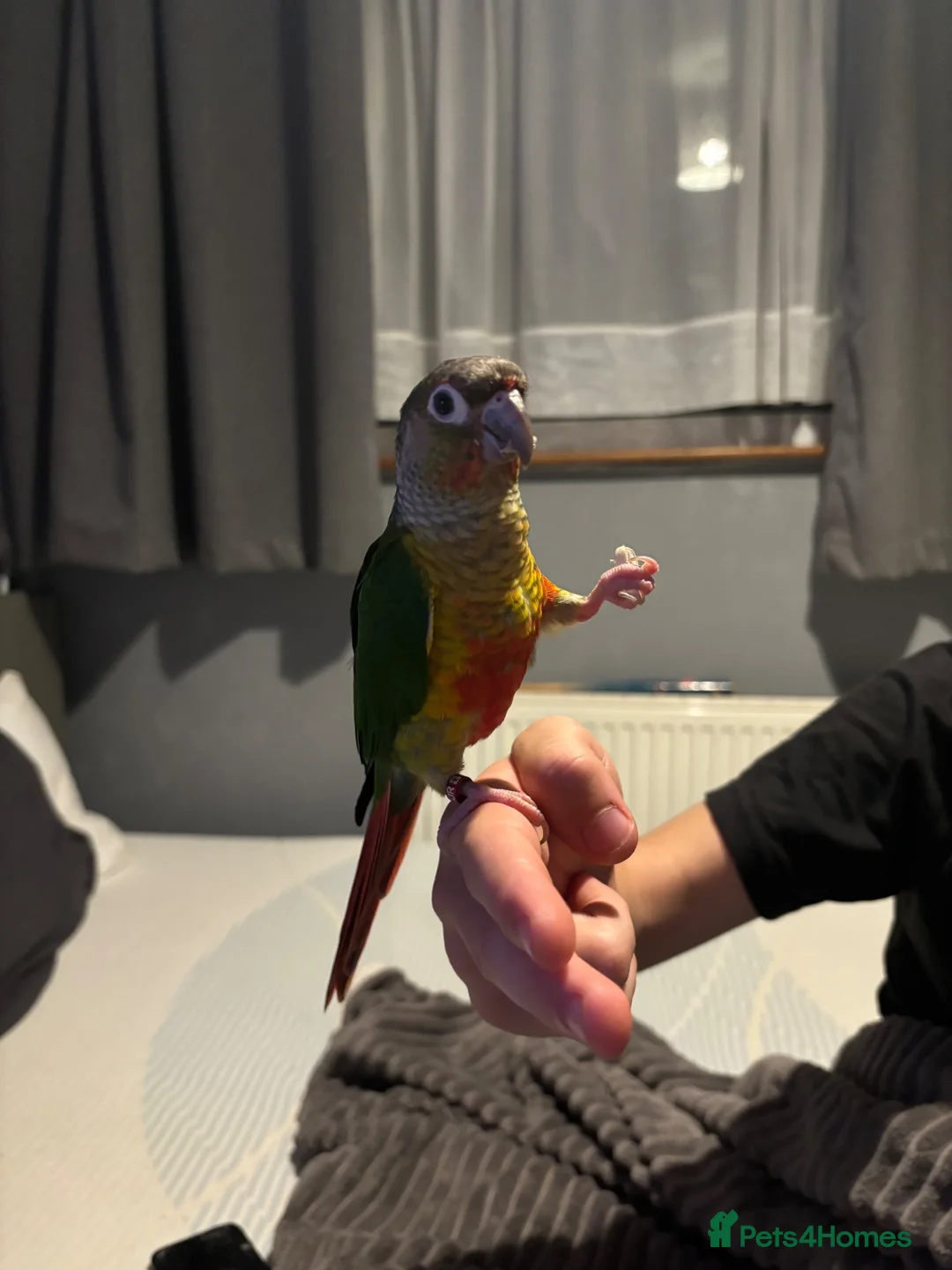 Conures birds for sale: Green cheeked conure  - Advert 19