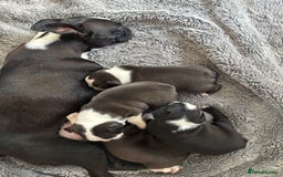 Boston Terrier dogs for sale: KC Registered 🐕❤️🏠 Puupy 🐕💙🏠Boston Terrier  - Image 6