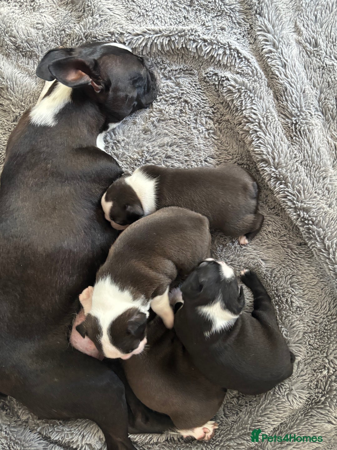 Boston Terrier dogs for sale: KC Registered 🐕❤️🏠 Puupy 🐕💙🏠Boston Terrier  - Image 6
