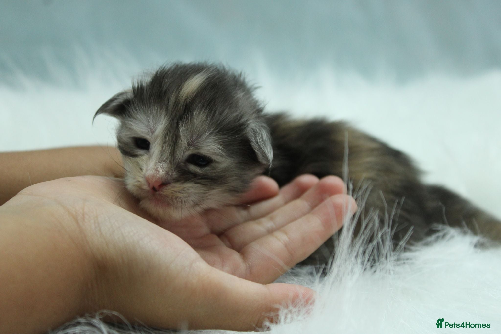 Maine Coon cats Tica Registered Maine Coon Kittens Available  - Advert 1