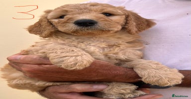 Goldendoodle dogs - Advert 3