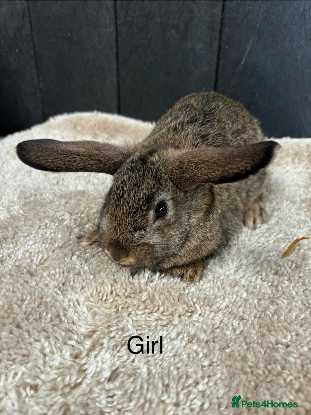 Mini Lop rabbits for sale: Stunning bunnies  - Advert 24