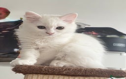 Persian cats for sale: Loving Persian x Maine Coon Kittens Indoors only - Image 19