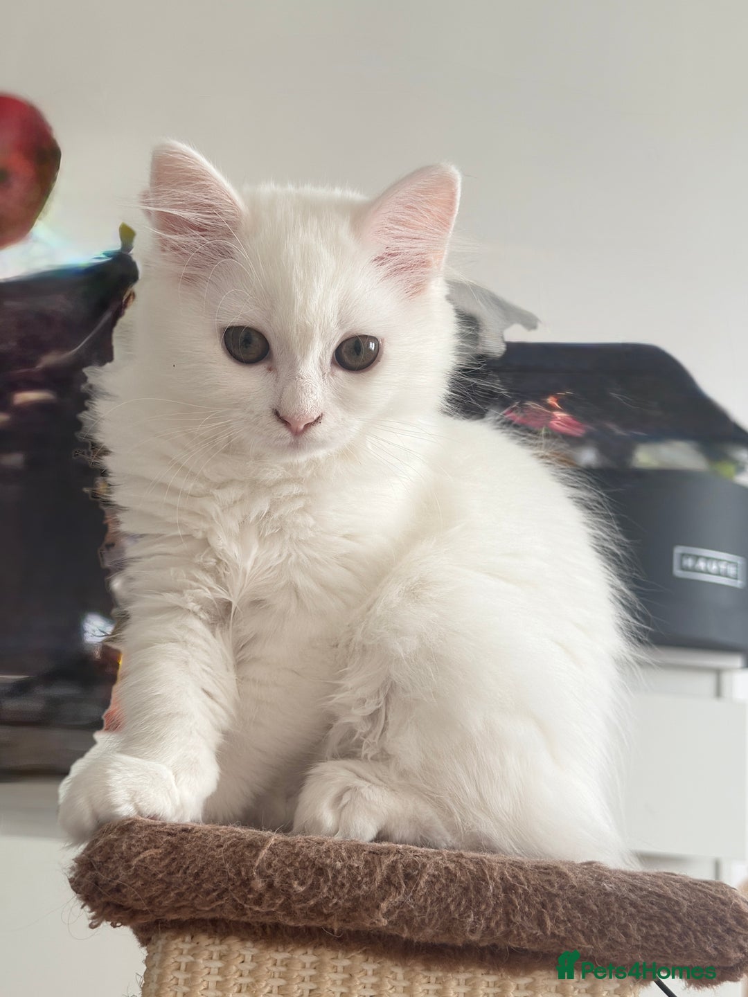 Persian cats for sale: Loving Persian x Maine Coon Kittens Indoors only - Image 19