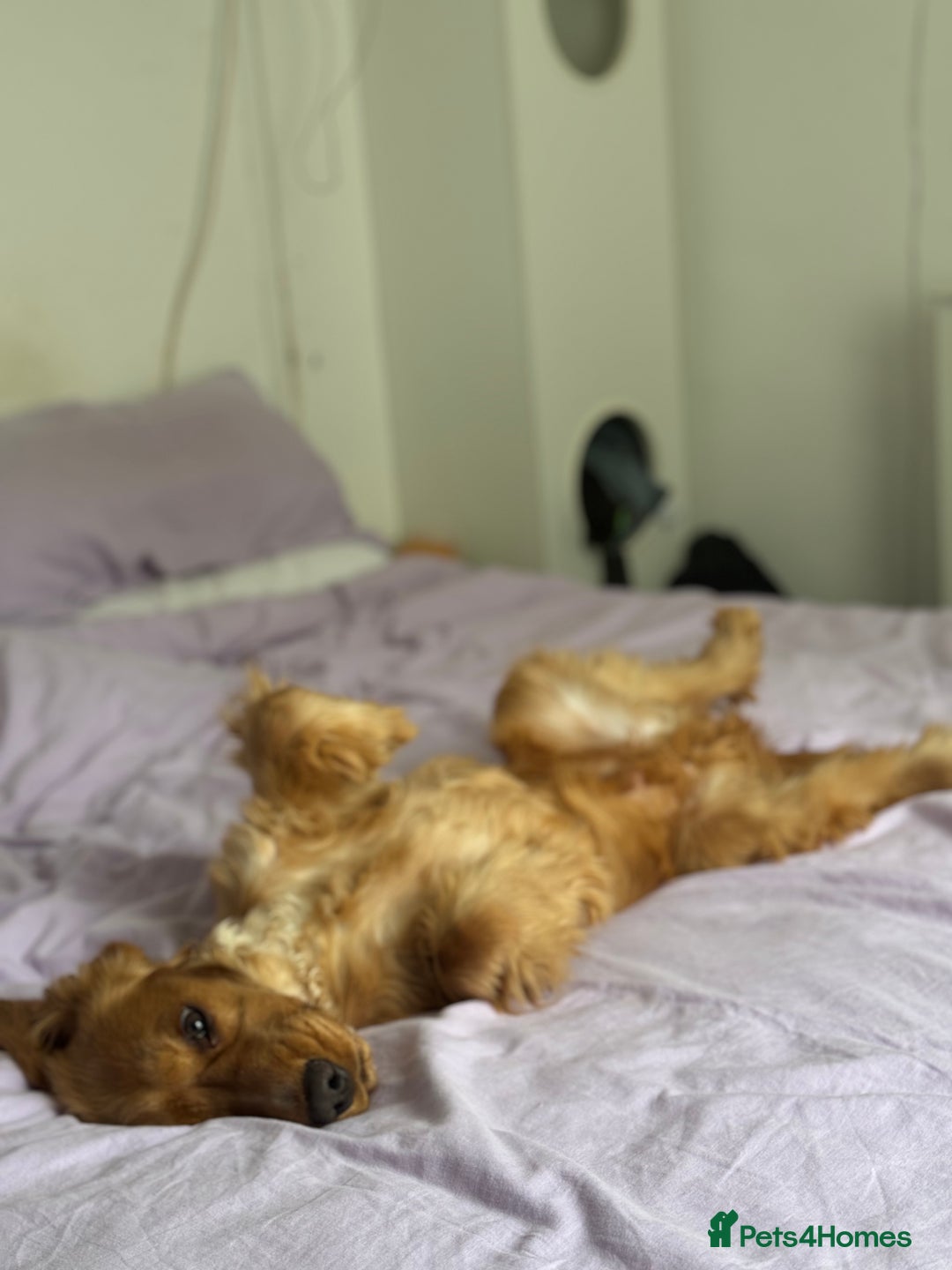 Cocker Spaniel dogs for sale: (Almost) 2 Year Old Cocker Spaniel Boy 🩵 - Advert 21