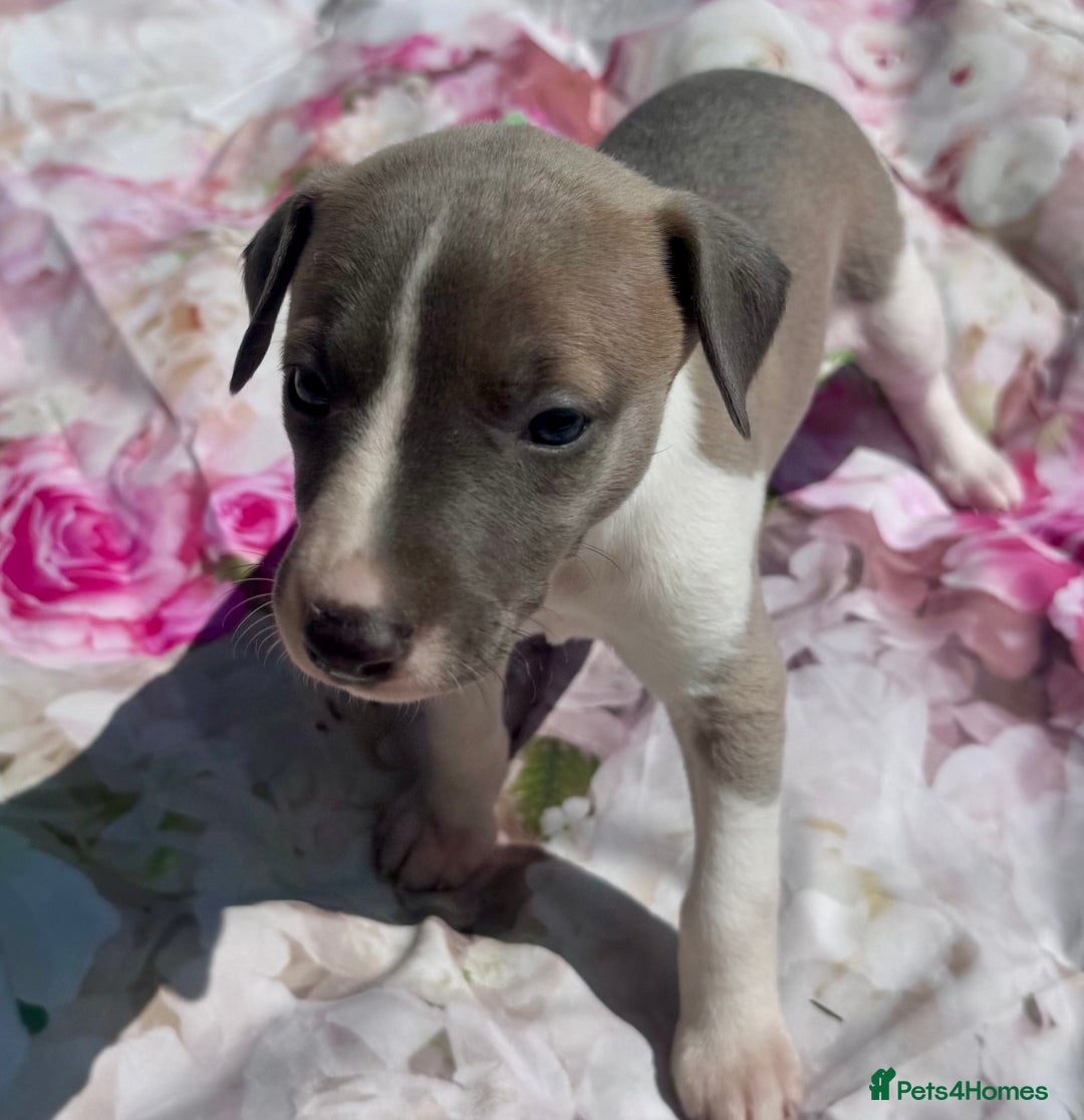 Whippet dogs for sale: Wonderful whippets 5* puppies  - Image 6