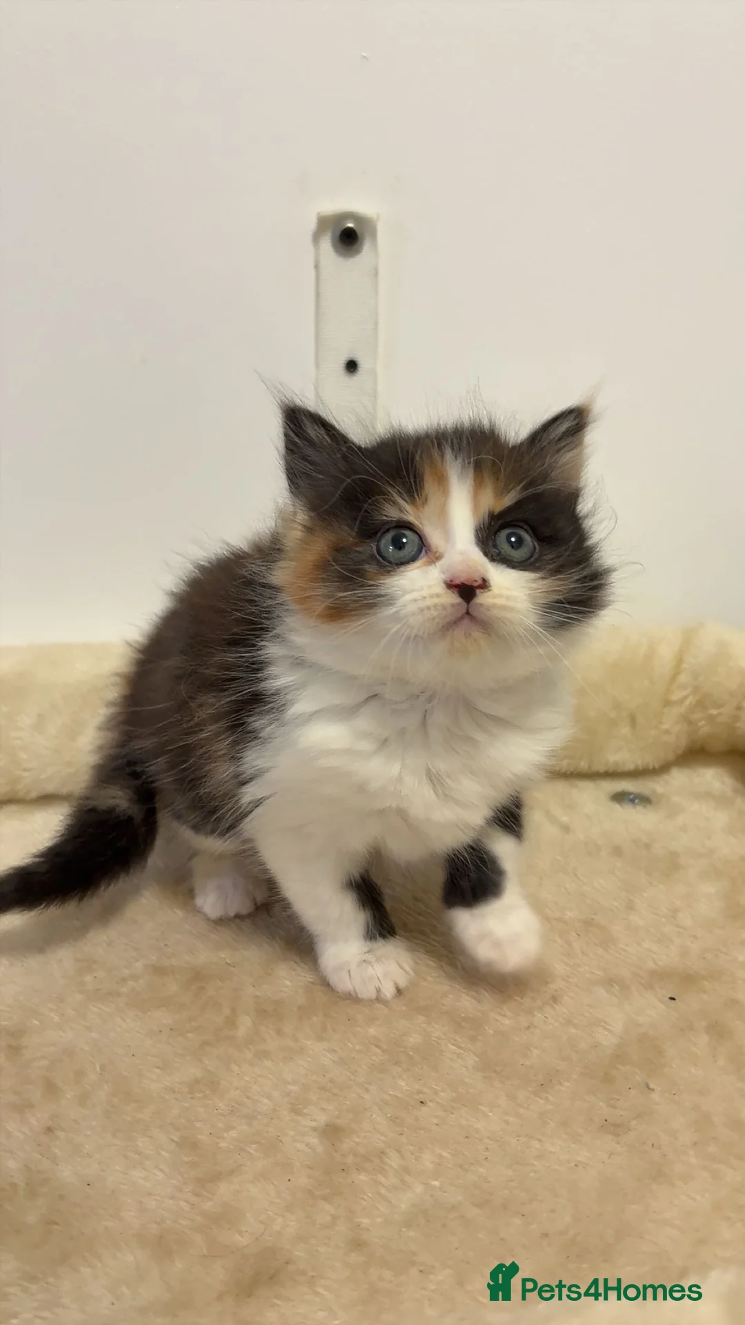Mixed Breed cats for sale: x4 Mixed breed kittens - Ready to leave! - Advert 7