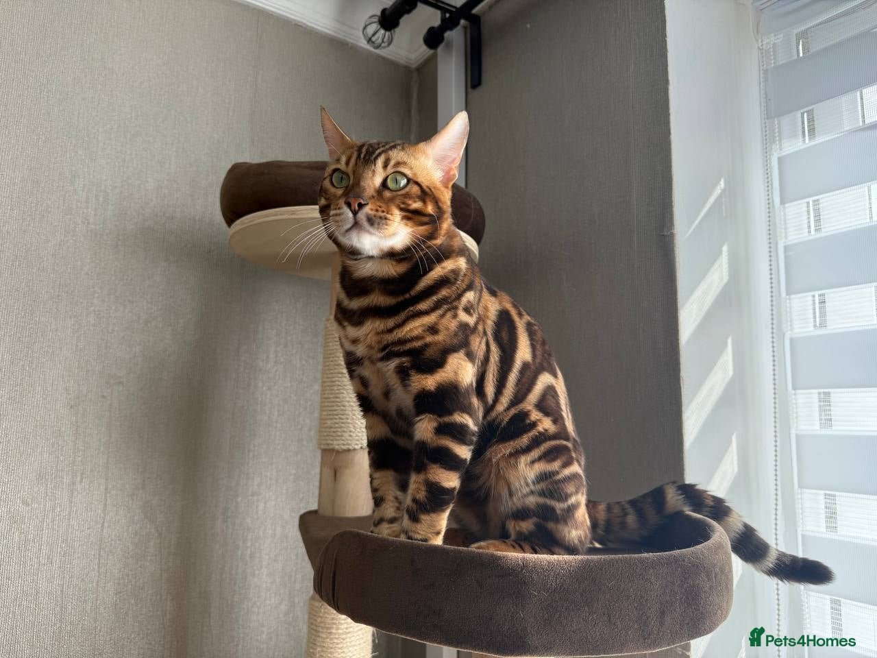 Bengal cats TICA-registered male, Max, is available for stud  - Advert 3