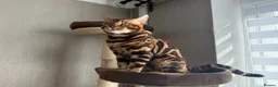 Bengal cats for stud: TICA-registered male, Max, is available for stud  - Advert 1