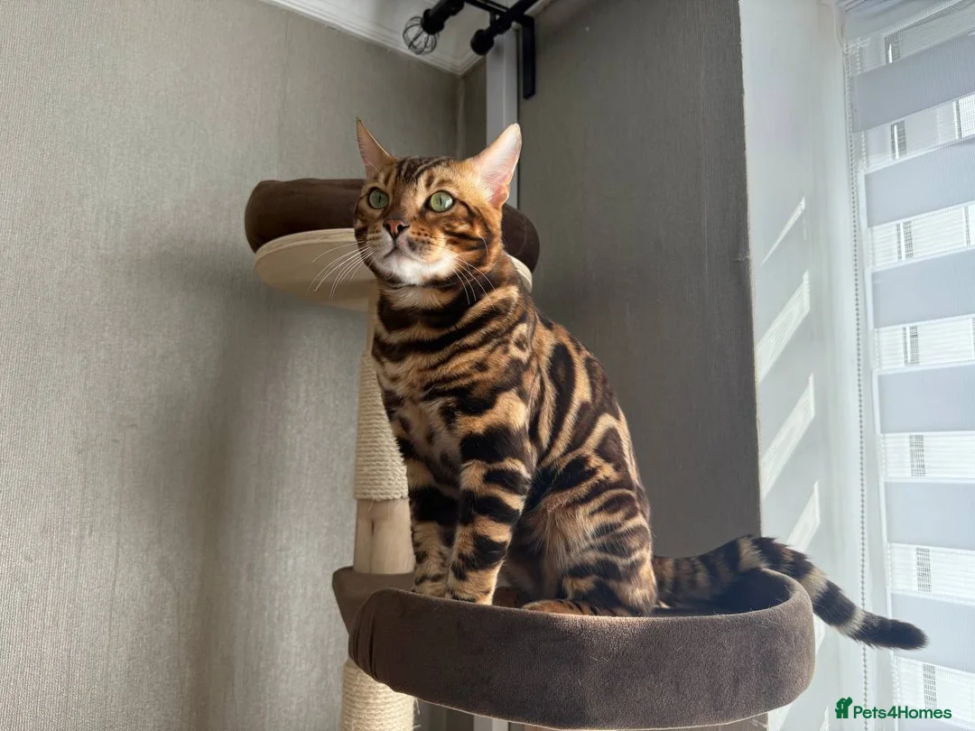 Bengal cats for stud: TICA-registered male, Max, is available for stud  - Advert 1