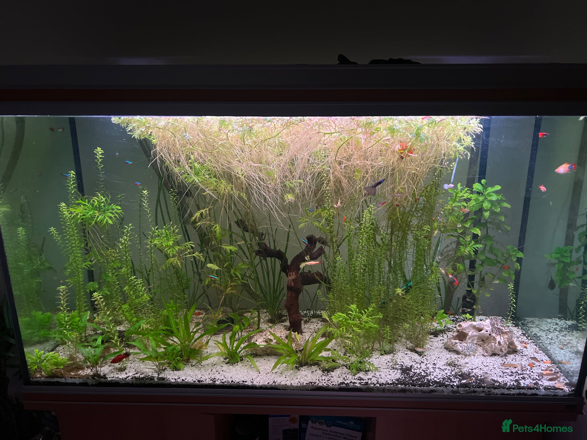 Live Bearers fish A variety of fish for sale - Advert 1