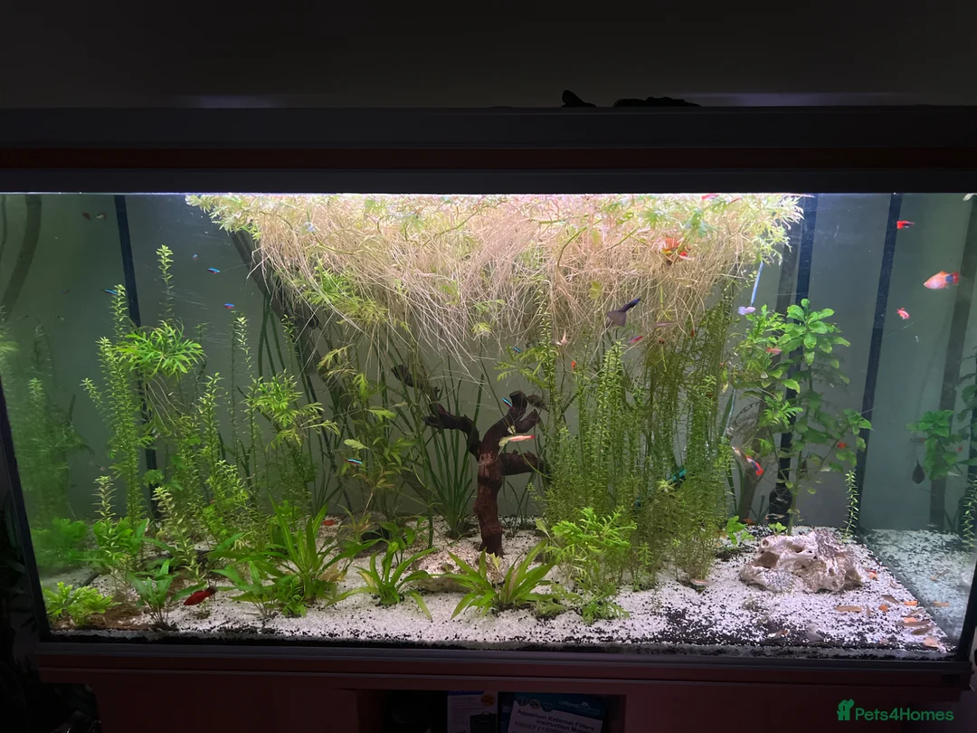 Live Bearers fish for sale: A variety of fish for sale in Bromley - Advert 1