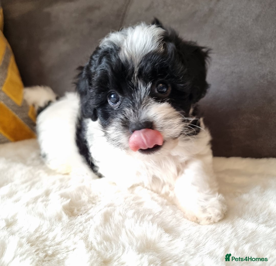 Shihpoo dogs for sale: Adorable little Shihpoo's, sold fully vaccinated - Image 17
