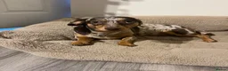 Mixed Breed dogs for sale: Dachshund/Chihuahua/mix breed - Advert 5